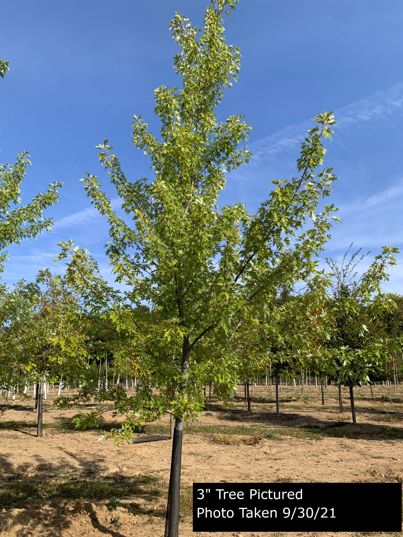 Silver Queen Maple Growth Rate