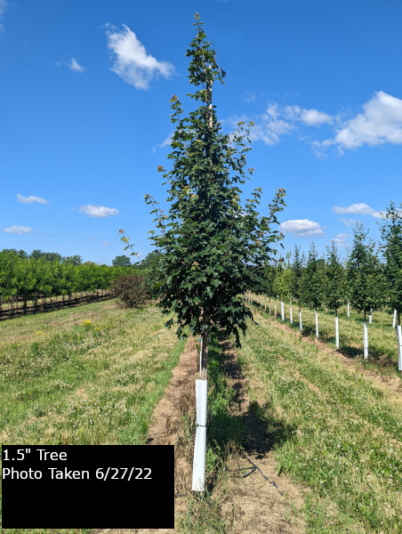 Rugged Ridge® Maple Tree - Plant Inventory | Goodmark Nurseries