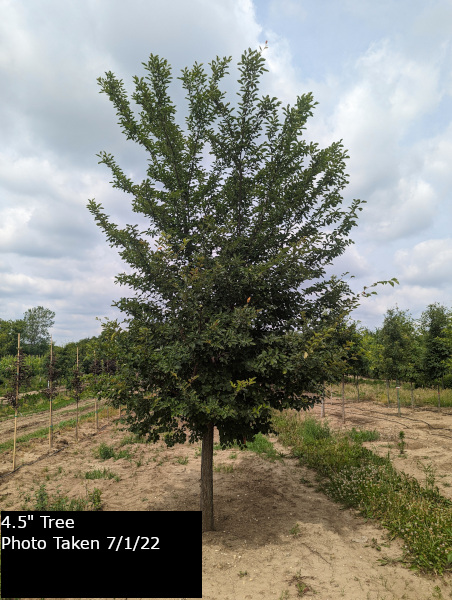 Discovery Elm Tree - Ulmus Davidiana Var. Japonica | Goodmark Nurseries