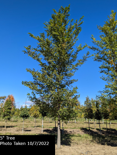 New Horizon Elm Tree - Plant Inventory | Goodmark Nurseries