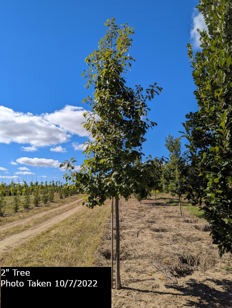 Chinkapin Oak Tree - Quercus Muehlenbergii | Goodmark Nurseries