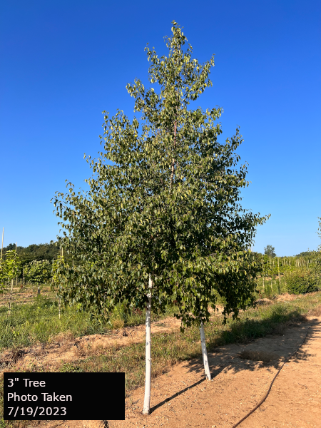 Renaissance Reflection® Birch Tree | Goodmark Nurseries