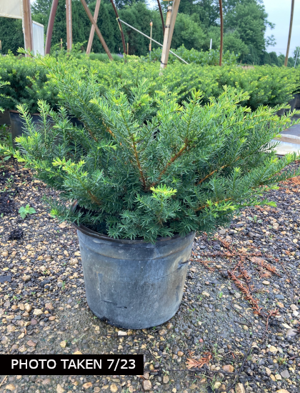 Everlow Yew - Taxus X Media 'Everlow' | Goodmark Nurseries