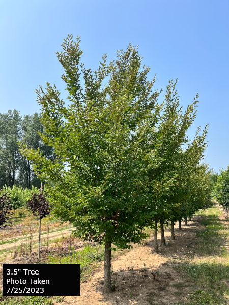 Discovery Elm Tree - Ulmus Davidiana Var. Japonica | Goodmark Nurseries